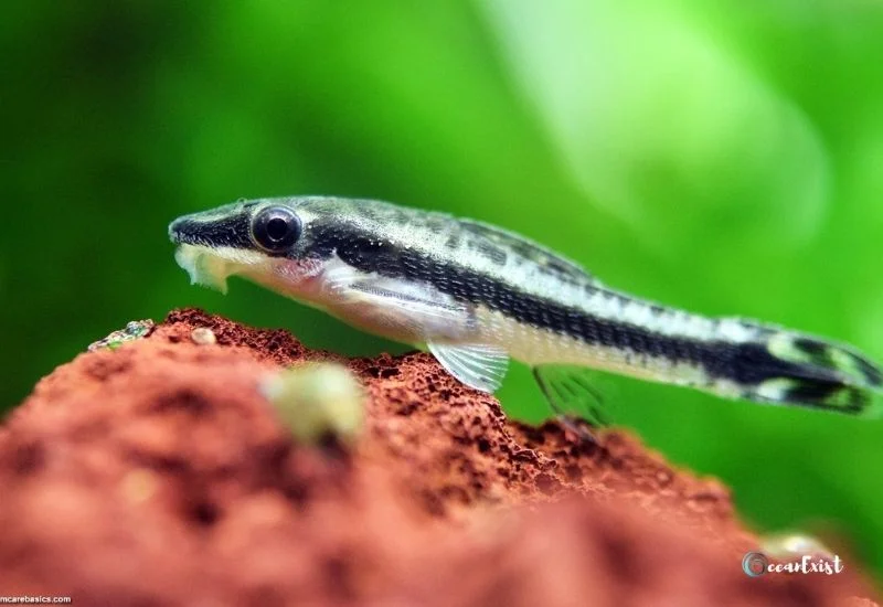 Otocinclus Pygmy Suckermouth