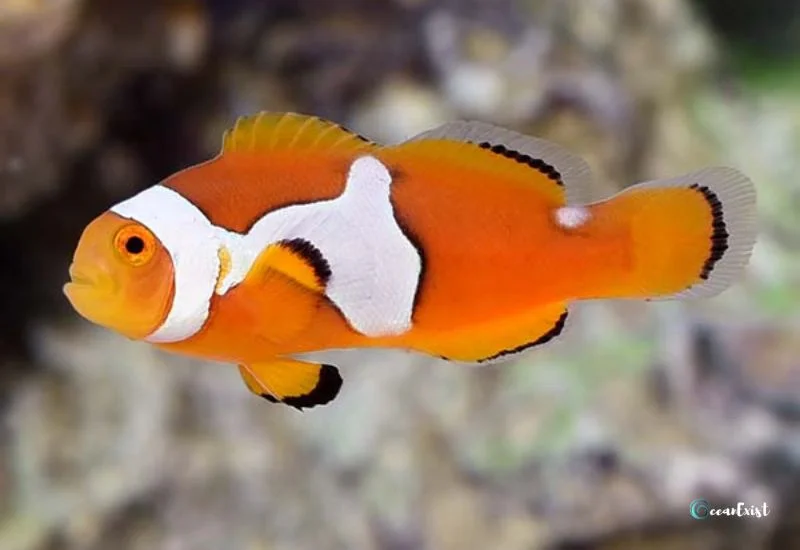 Picasso Clownfish (Amphiprion percula)