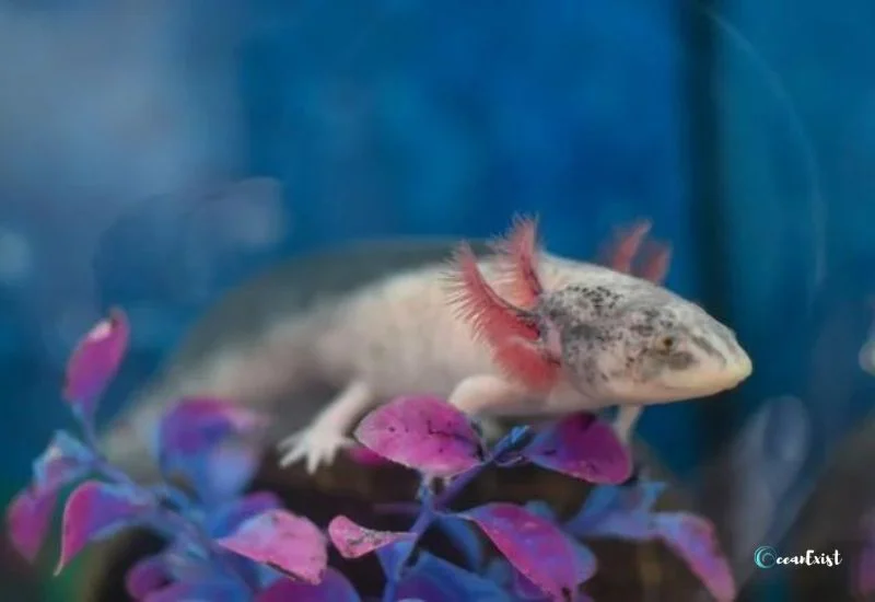 Piebald Axolotl