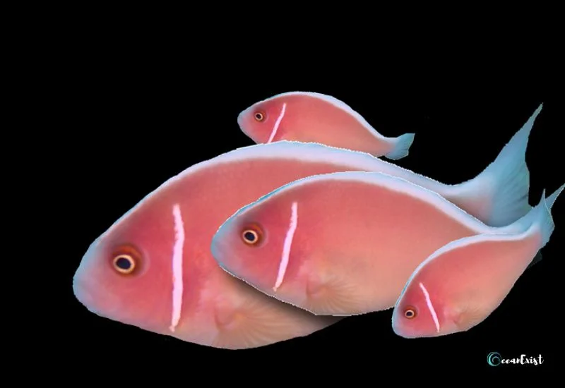 Pink Skunk Clownfish (Amphiprion perideraion)