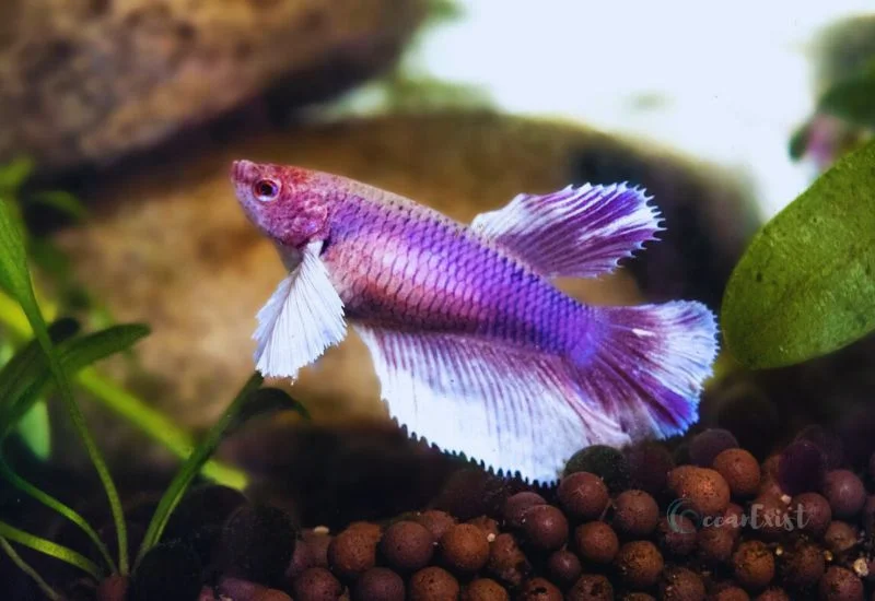 Purple Betta Fish