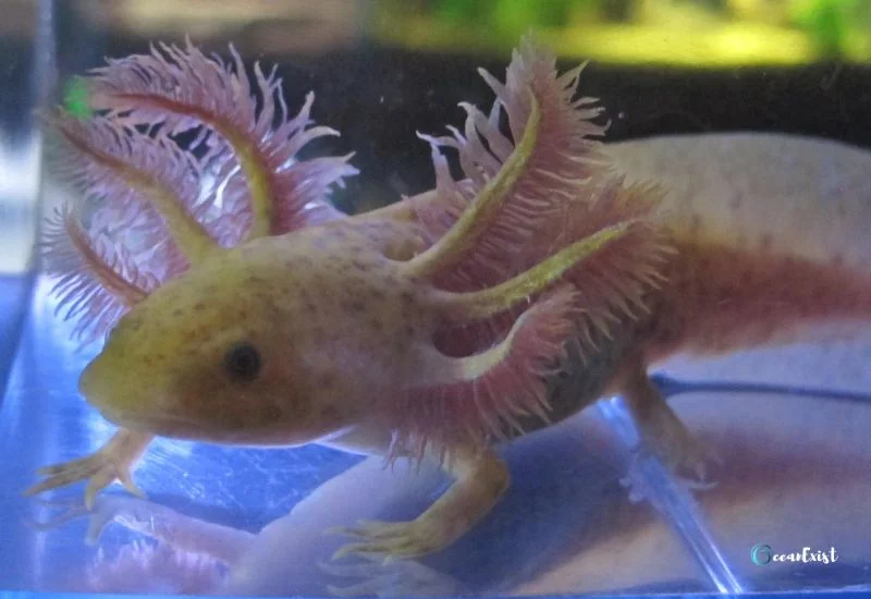 RLG Axolotl