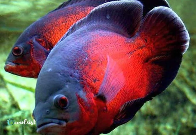 Red Oscar Fish