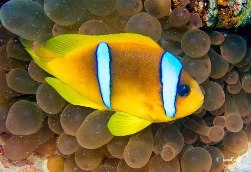 Red Sea Clownfish (Amphiprion bicinctus)