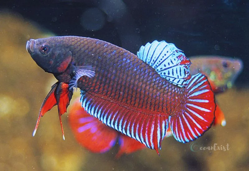 Roundtail Betta Fish