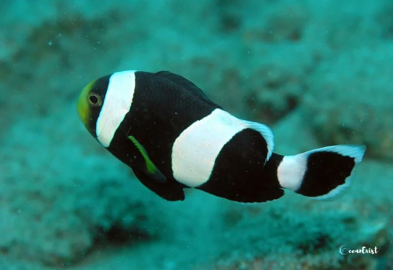 Saddleback Clownfish (Amphiprion polymnus)