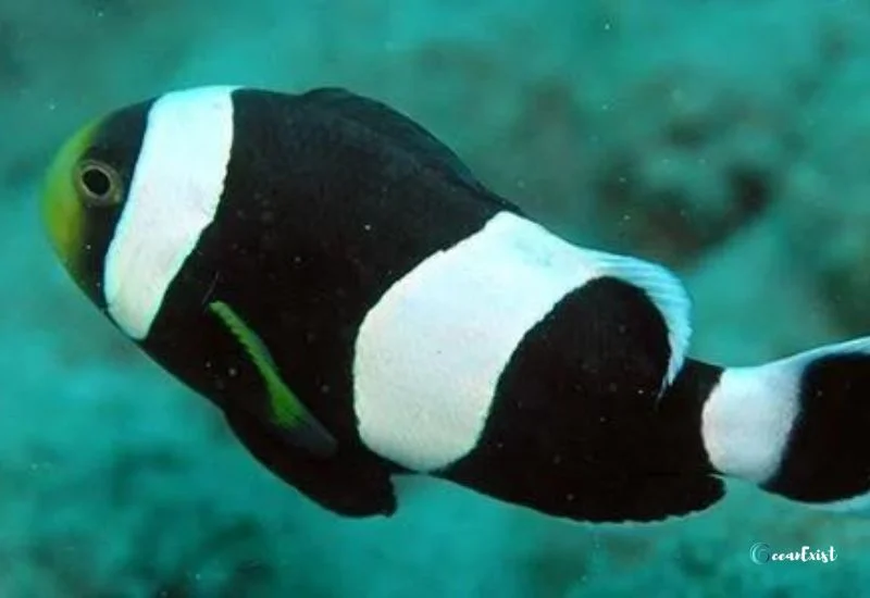 Sebae Clownfish (Amphiprion sebae)