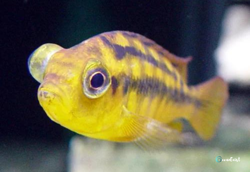 Signs of Popeye Disease in Aquarium Fish