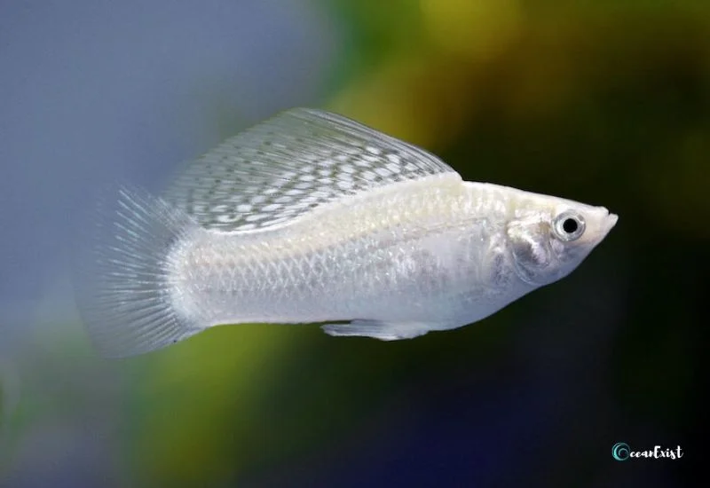 Silver Sailfin Molly