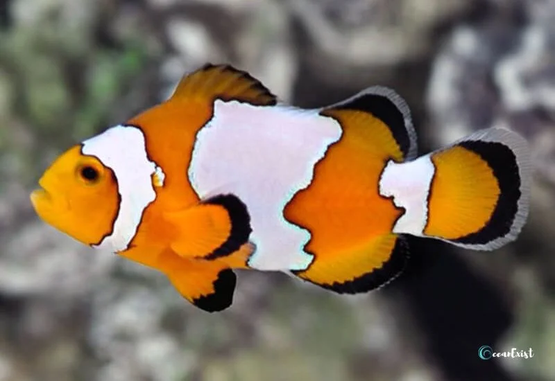 Snowflake Clownfish (Amphiprion ocellaris)