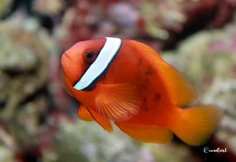 Tomato Clownfish (Amphiprion frenatus)