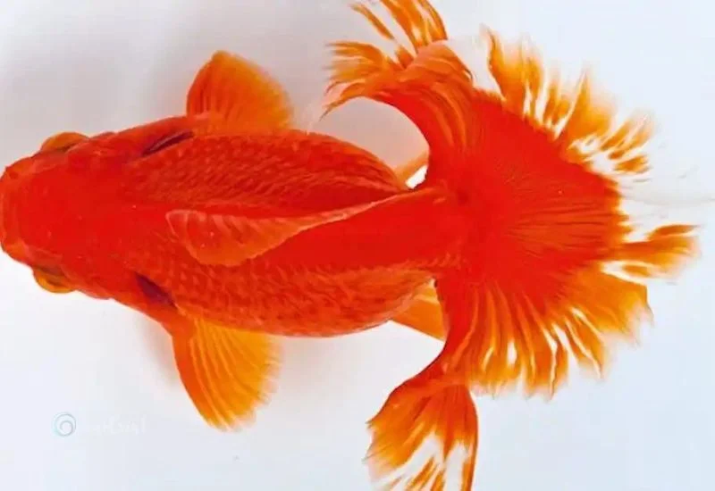 Tosakin Goldfish