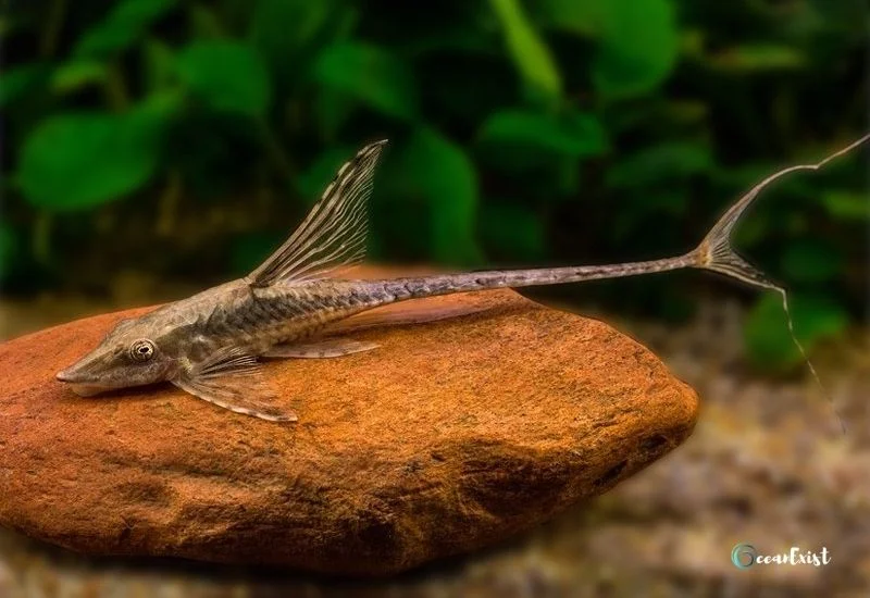 Twig Catfish