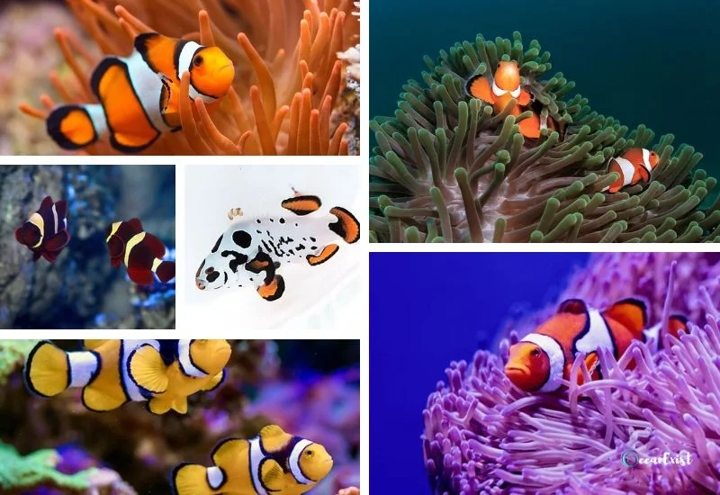 Types of Clownfish