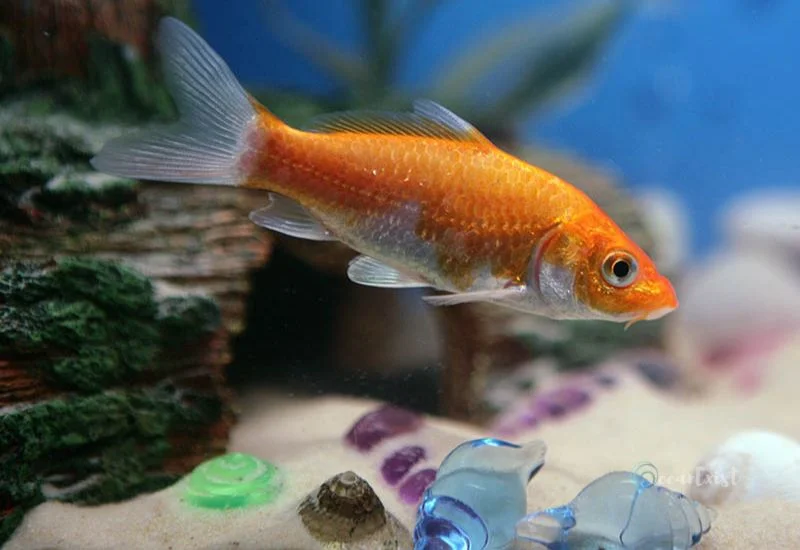 Watonai Goldfish