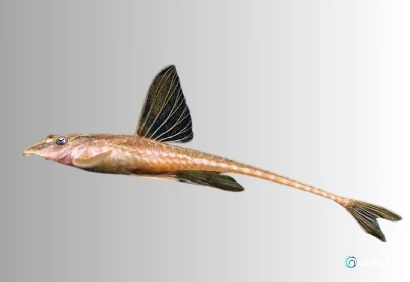 Whiptail Catfish