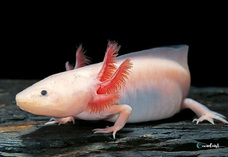  Leucistic or White Axolotl