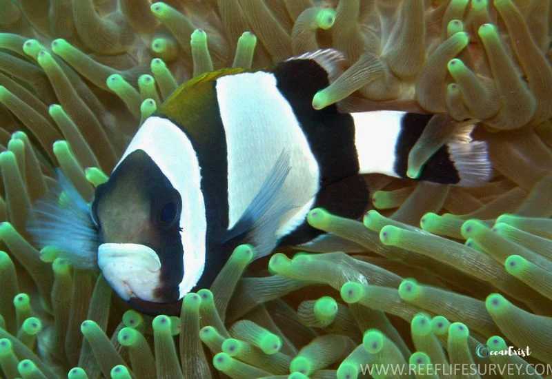 Wide-Band Anemonefish (Amphiprion latezonatus)