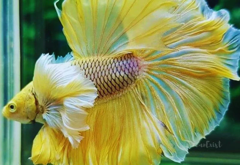 Yellow Betta Fish