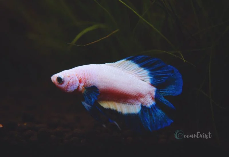 double tail male betta fish