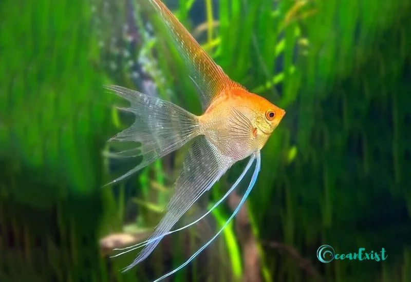 Golden Angelfish