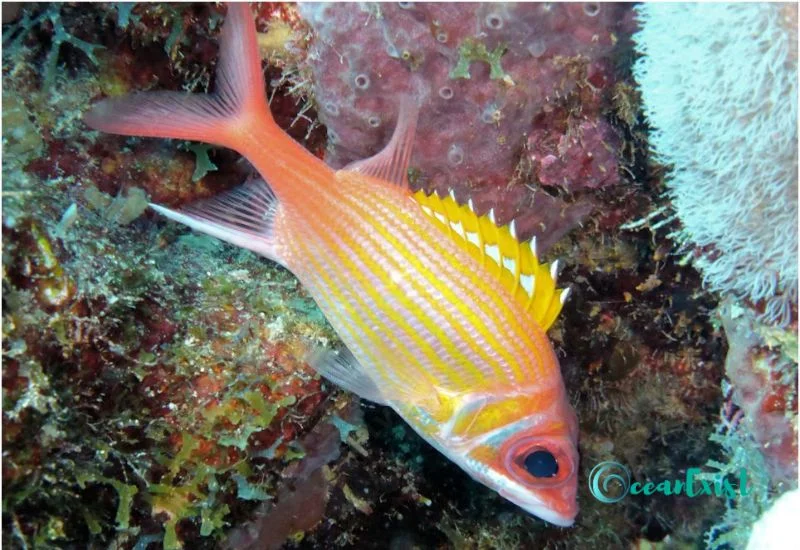 12. Squirrelfish