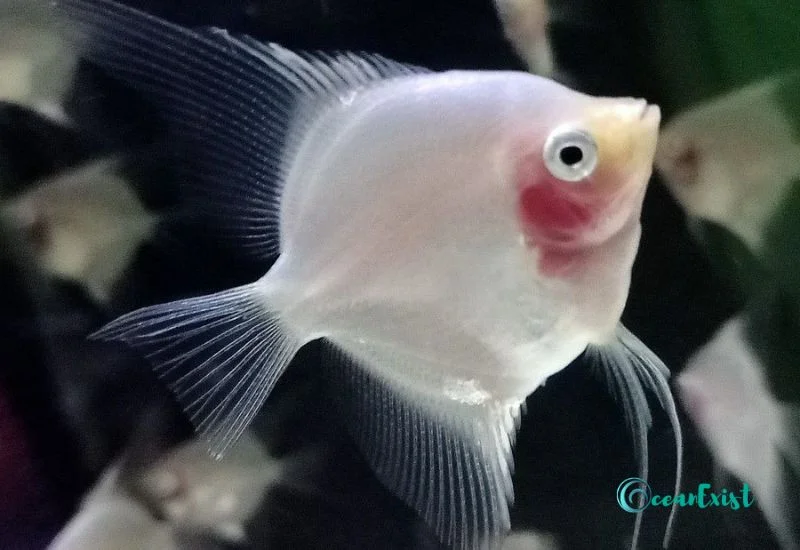 Blushing Angelfish