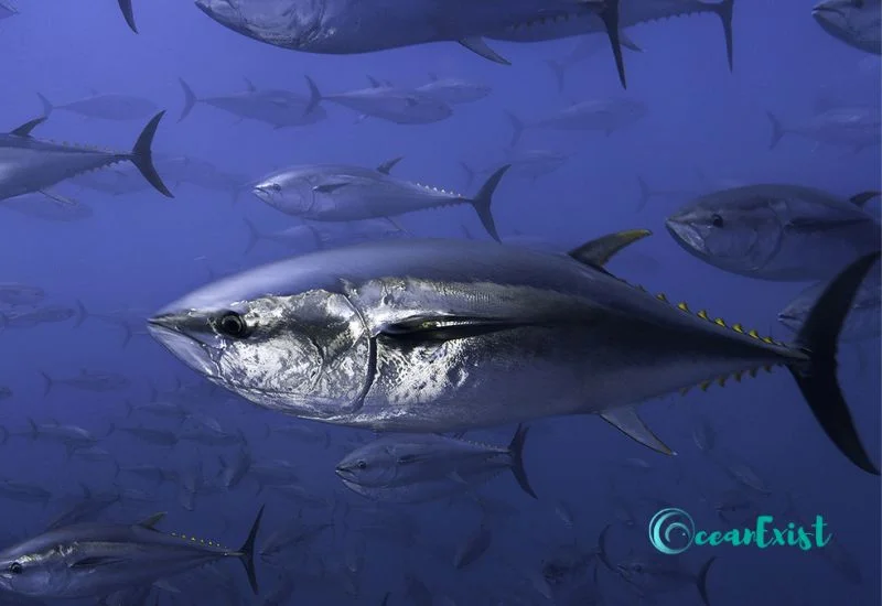 14. Bigeye Tuna