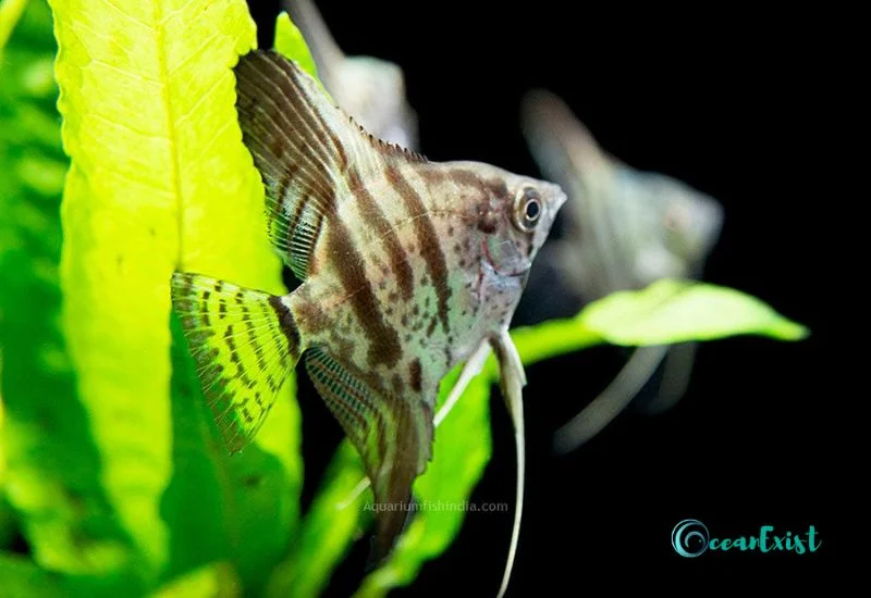 Clown Angelfish