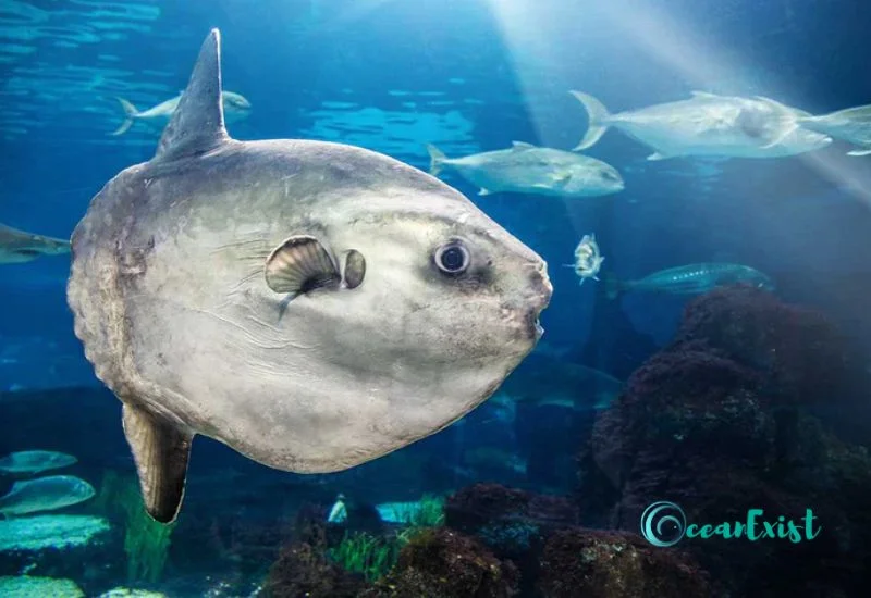 17. Ocean Sunfish