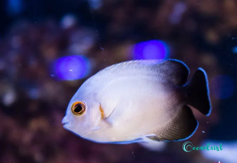 Half-Black Angelfish