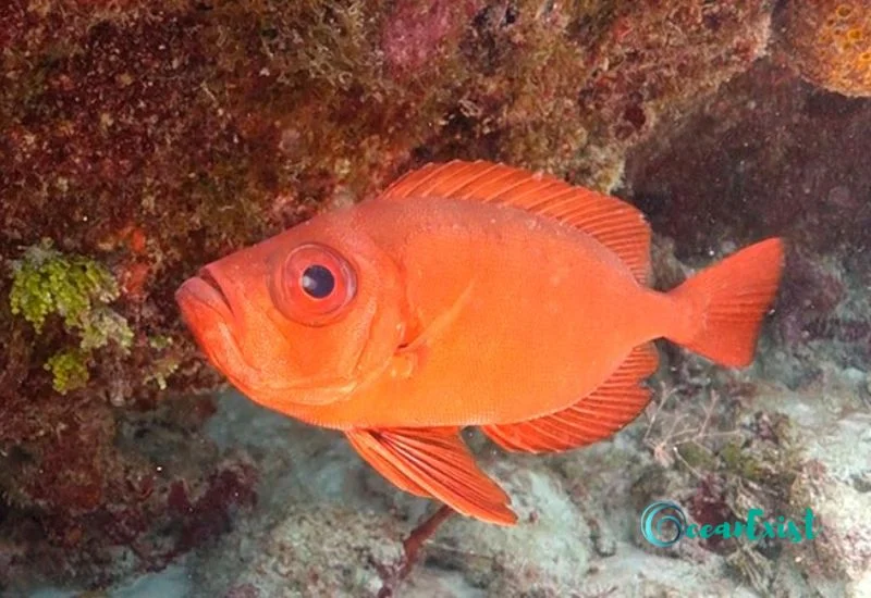 19. Bigeye Fish