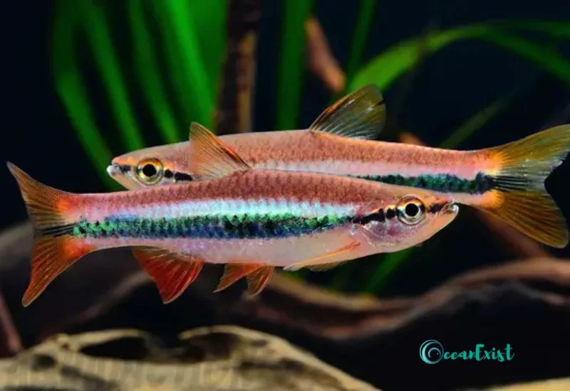 Simon's Rasbora (Rasbora simonbirchi)