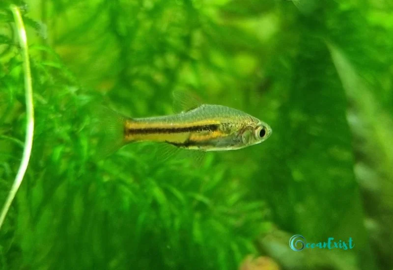 Siamese Dwarf Rasbora