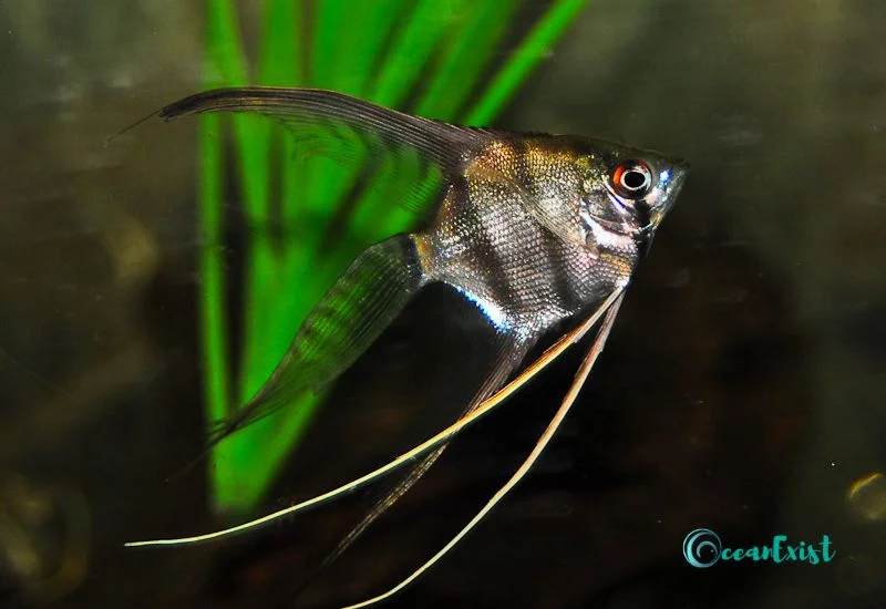 Veiltail-Angelfish