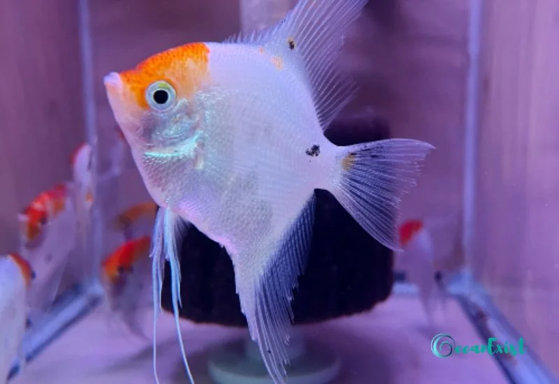 19 Types Of Angelfish: Discover Diversity Of Majestic Fish