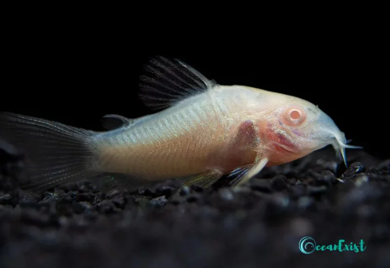 Albino Cory (Corydoraspaleatus)