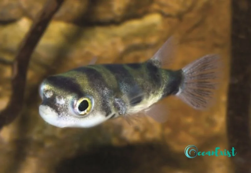 Amazon Pufferfish