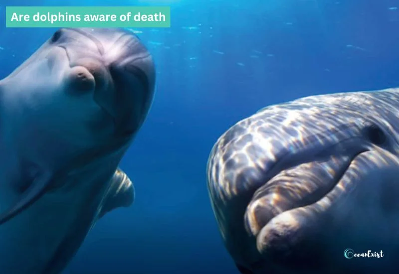 Are dolphins aware of death