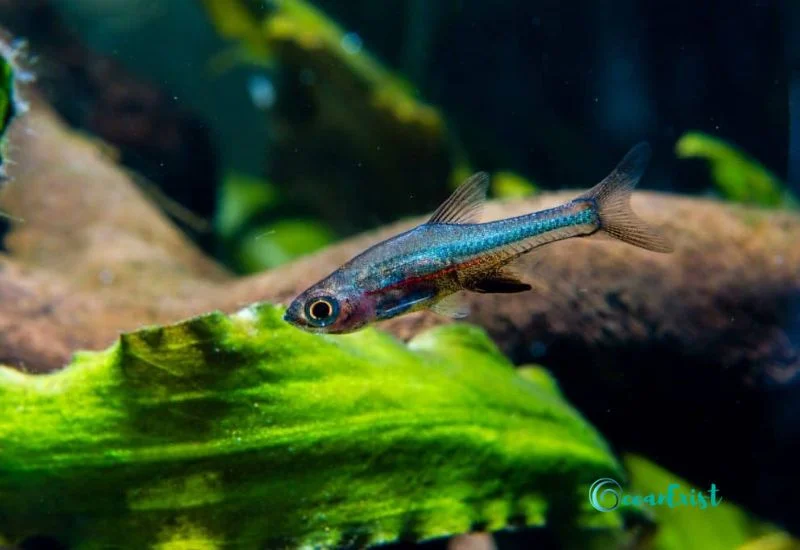 Axelrod Rasbora/Neon Blue Rasbora (Sundadanio axelrodi)