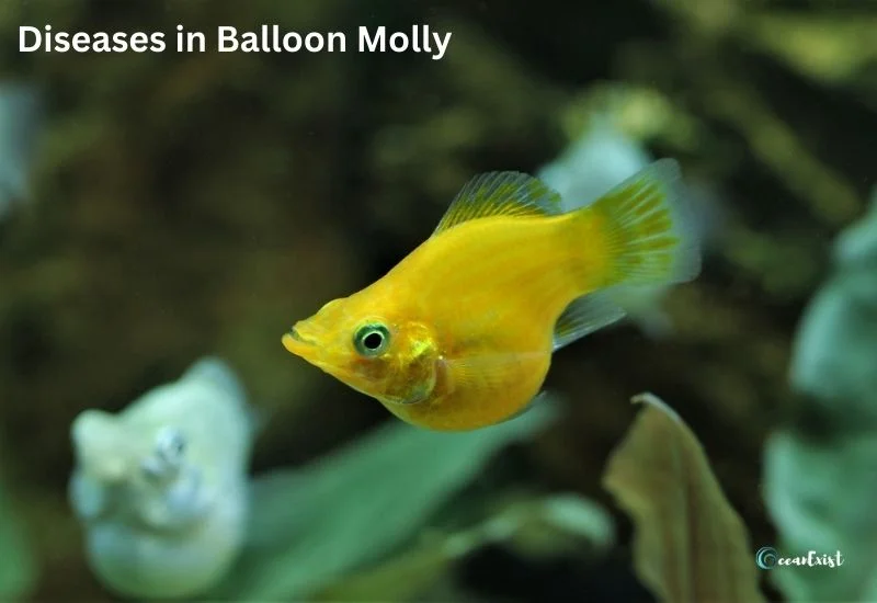 Balloon Mollies Diseases
