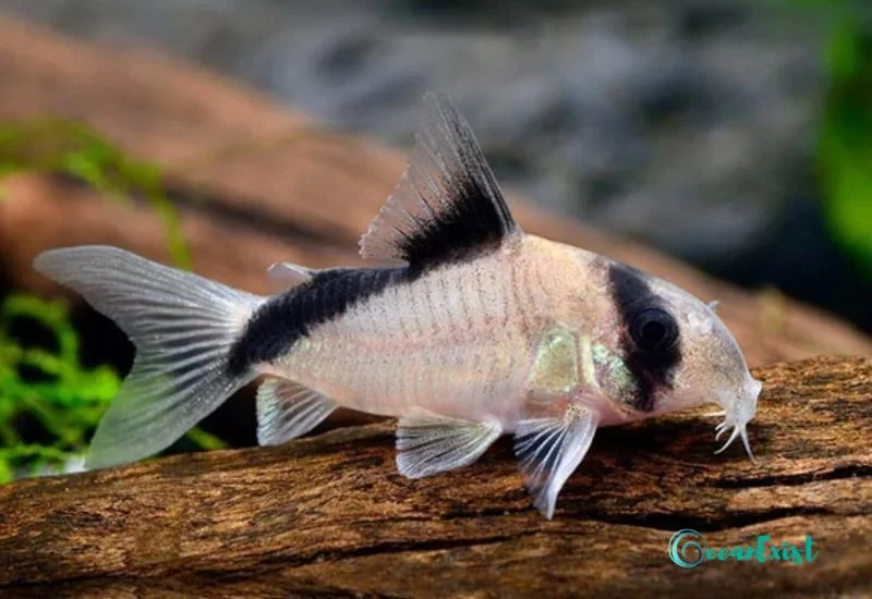 Bandit Cory (Corydorasmetae)