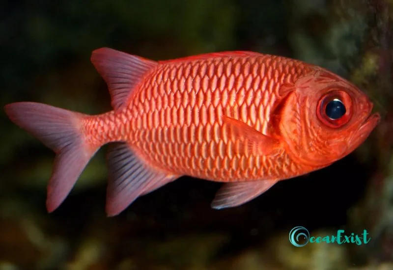 Big Eye Black Bar Soldierfish