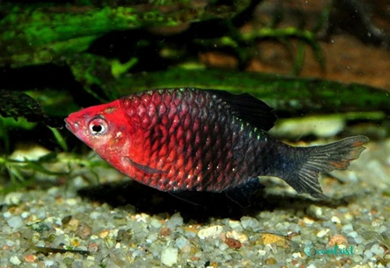 Black Ruby Barb