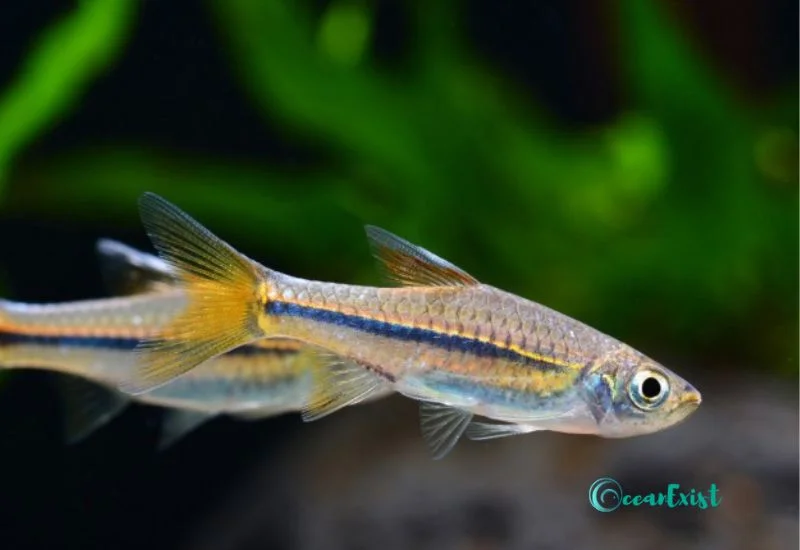 Blue Line Rasbora (Rasbora sarawakensis)