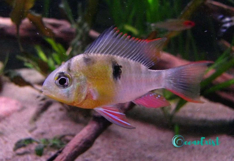 Bolivian Ram Cichlid