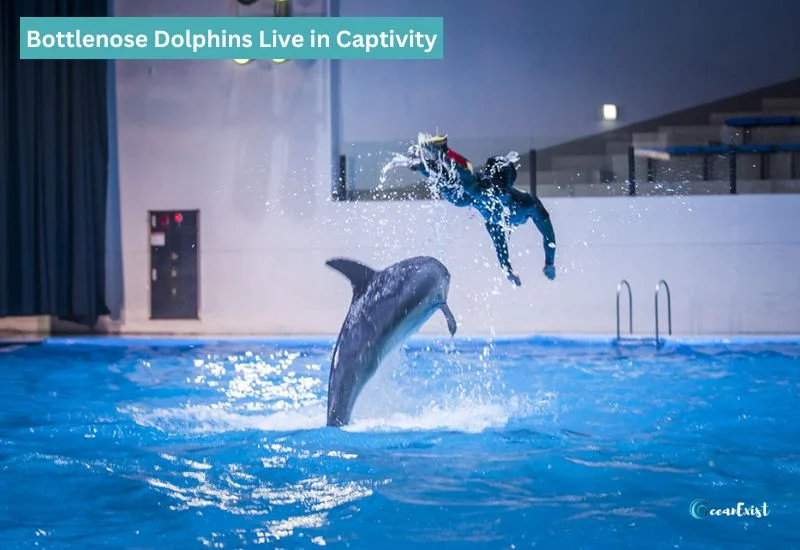 Bottlenose Dolphins Live in Captivity