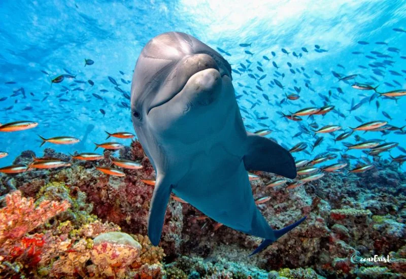 Bottlenose Dolphins and Their Natural Habitats