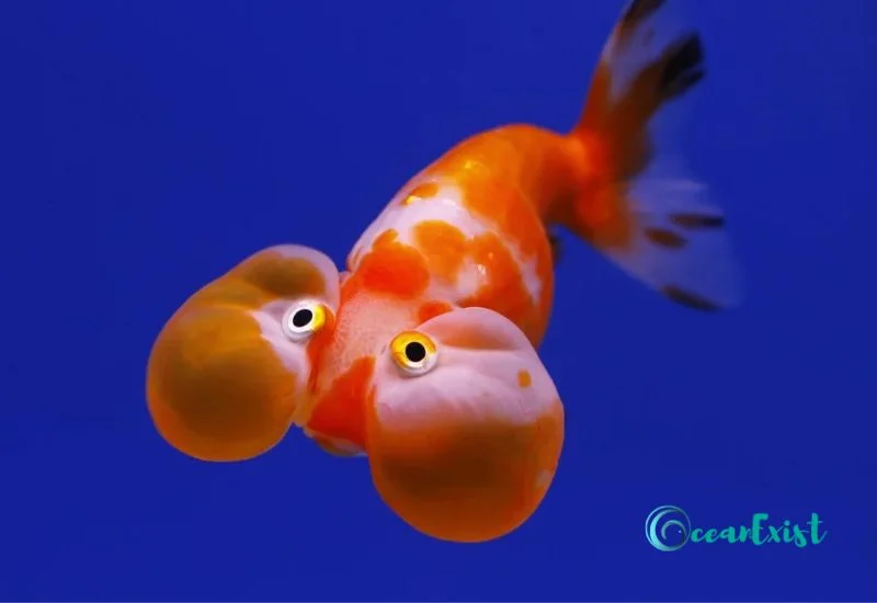 Bubble Eye Goldfish