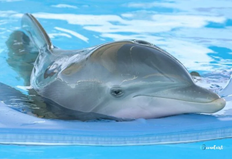 Can dolphins hear above water